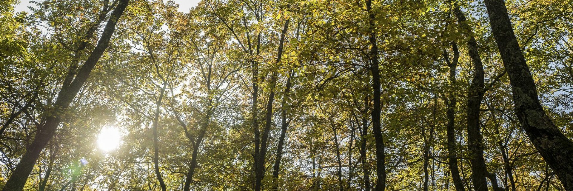 FORET DE BUZET©Scheiber