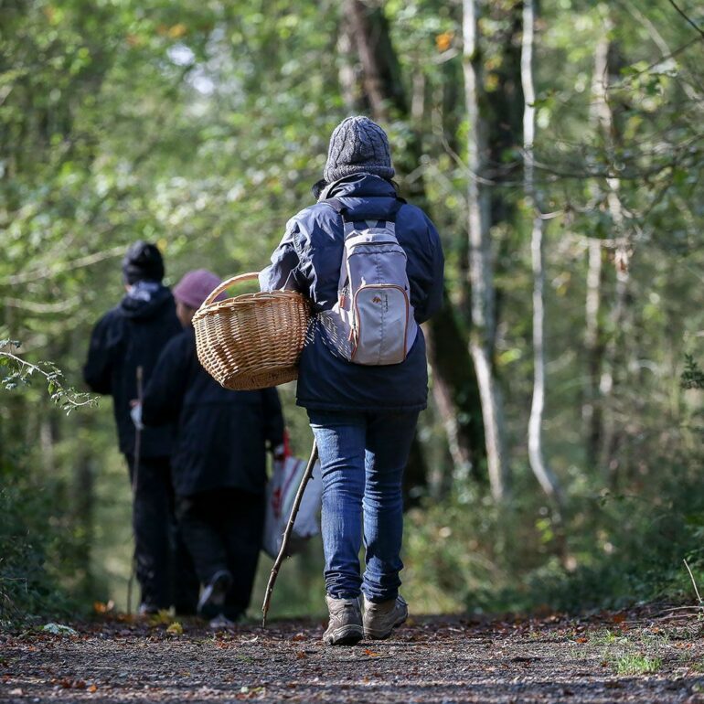 Cueillette de champignons
