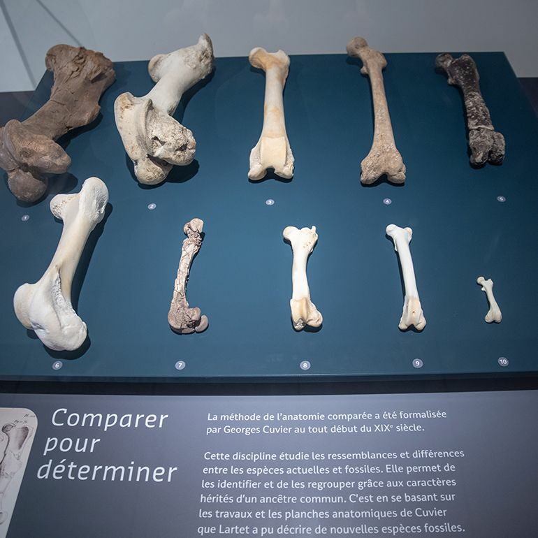 Musée de l'Aurignacien