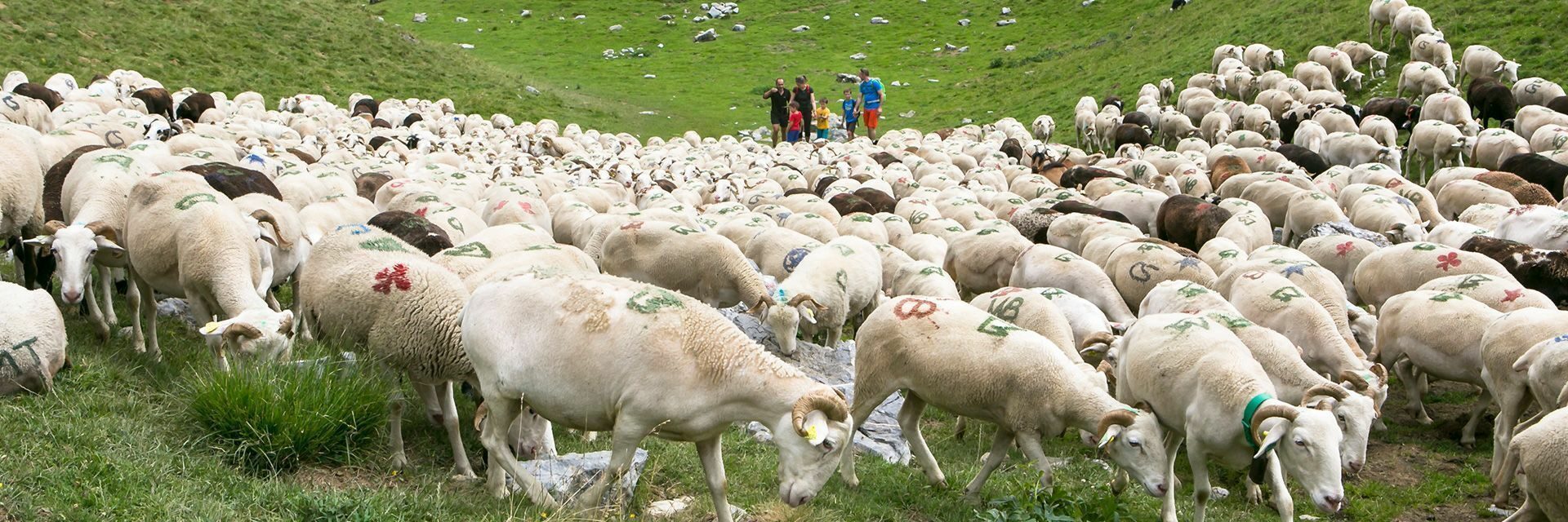 La transhumance