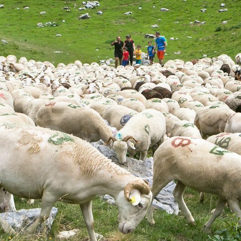 La transhumance