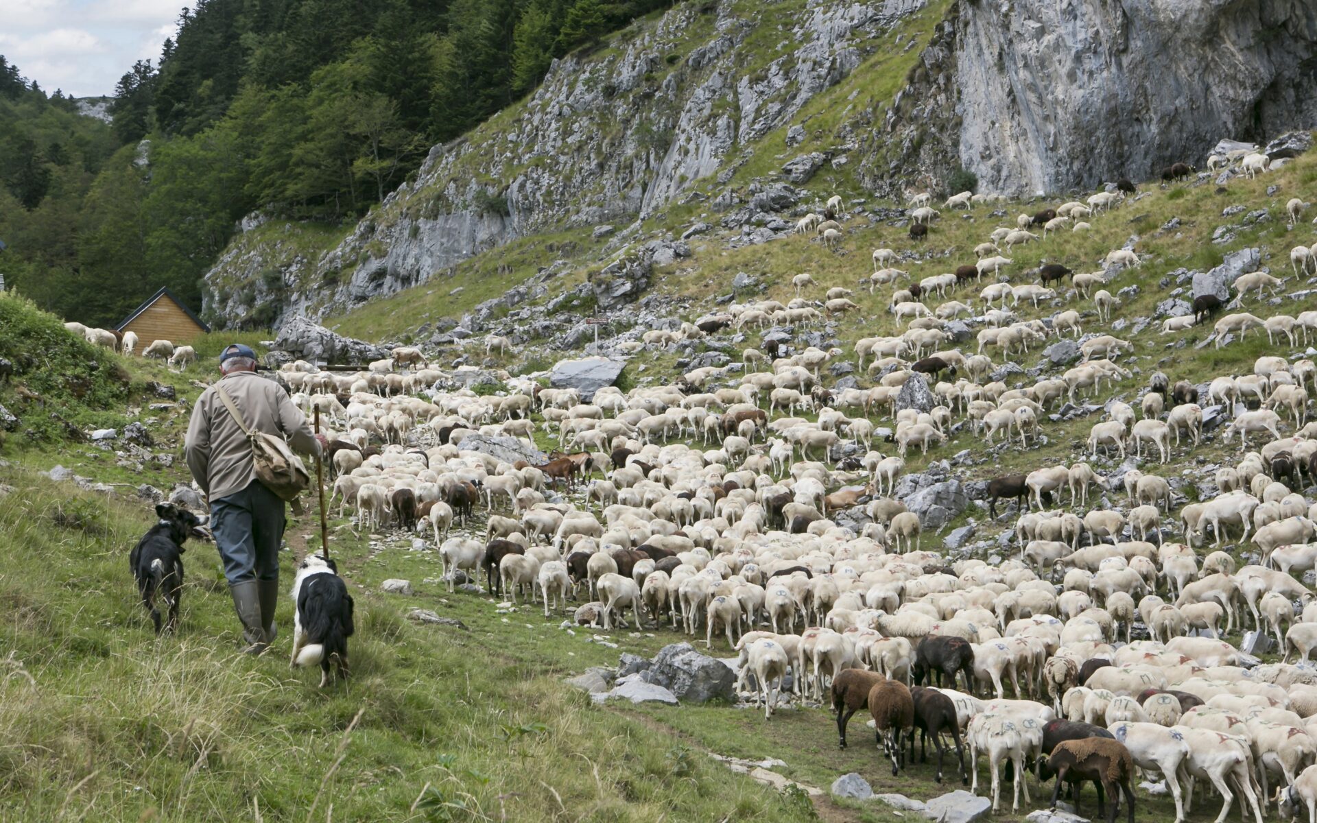 La transhumance
