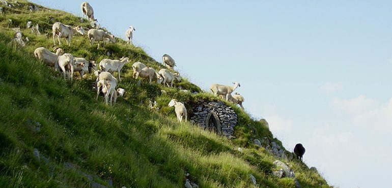 La transhumance