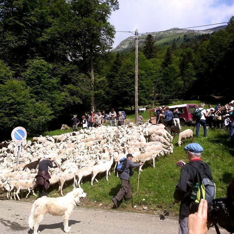La transhumance