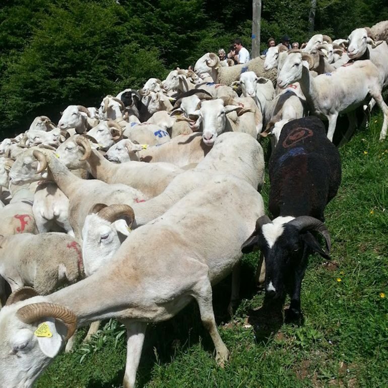 La transhumance