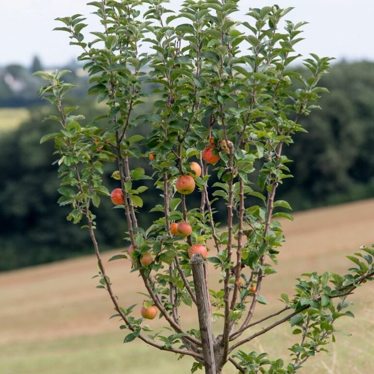 ferme Lauragais©LoïcBel