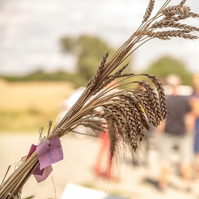 A la ferme-Blés- BioGraneta à Montbrun-Lauragais-©LoïcBel-770x770