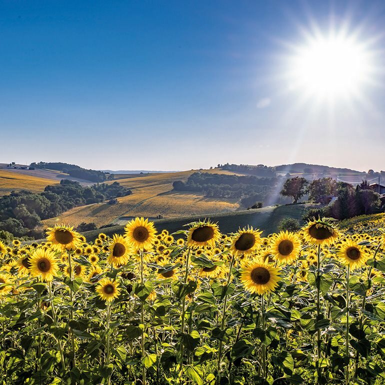 champs vallonés du Lauragais