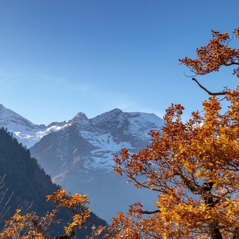 Pyrénées-automne-orange