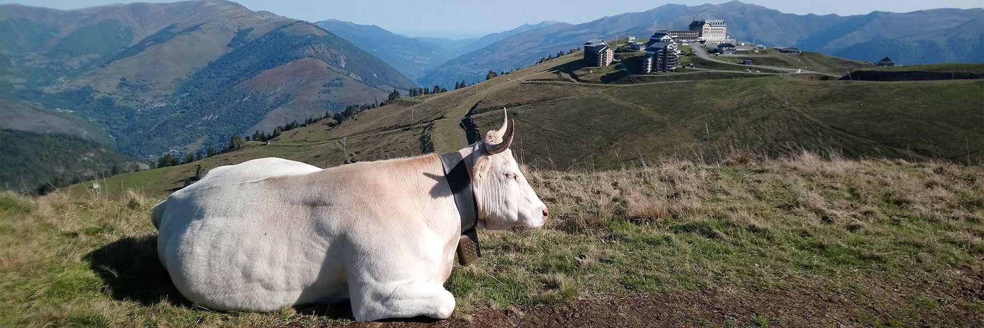 SUPERBAGNERES VACHE- Daniel Soncourt
