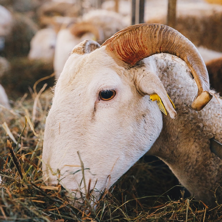 Agneau des pyrénées-2024-carré