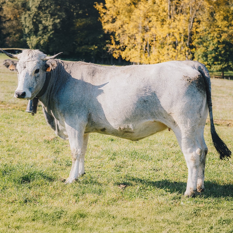 Boeuf gascon label rouge