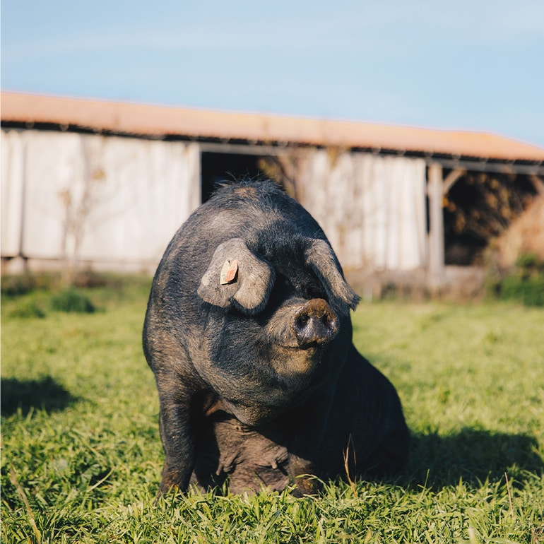 PORC NOIR BIGORRE